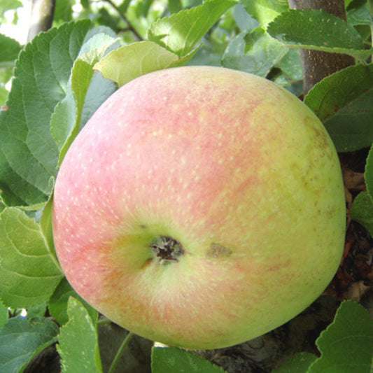 Aroma Äpple på MM106 Grundstam