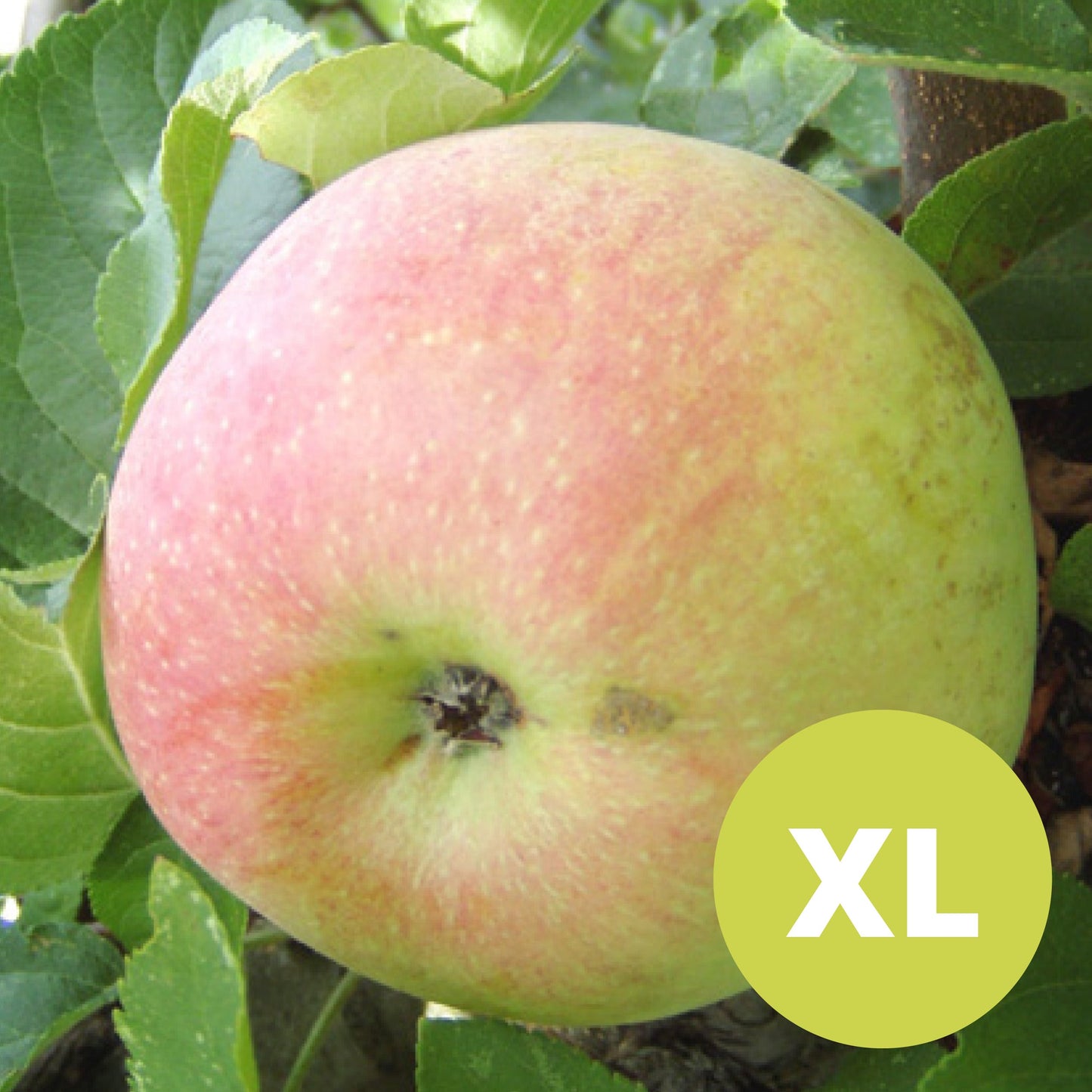 Aroma – Stort Äppleträd XXL