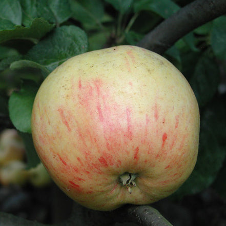 Arreskov Äpple på P60 Grundstam