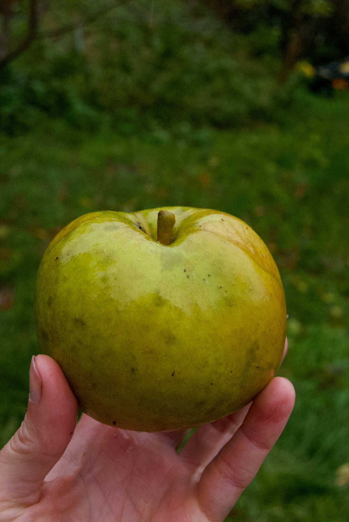 Belle de Boskoop Äpple