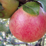 Blenheim Apple