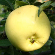 Bøghs Citron Äpple på Antonovka Grundstam