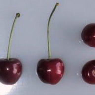 Bowyers Heart Cherry
