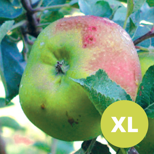 Bramley (M26) – Large Apple Tree