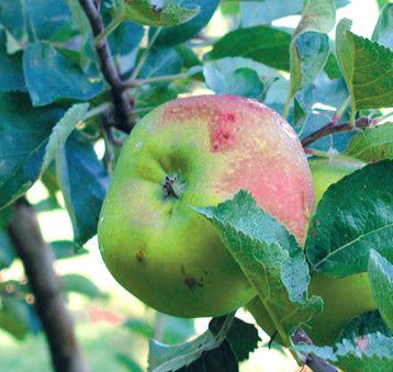 Bramley Äpple på P60 Grundstam