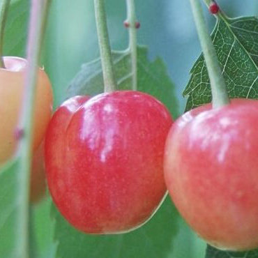 Büttner's Rote Cherry