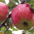 Cox Pomona Apfel auf P60 Wurzelstock