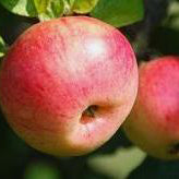 Curltail Apple
