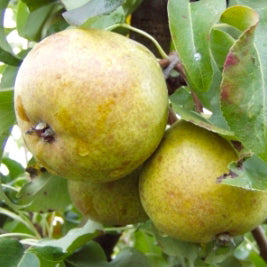 Dubbelt Bergamott päron (1 m)