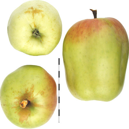 Filippa Anka Äpple på Antonovka Grundstam
