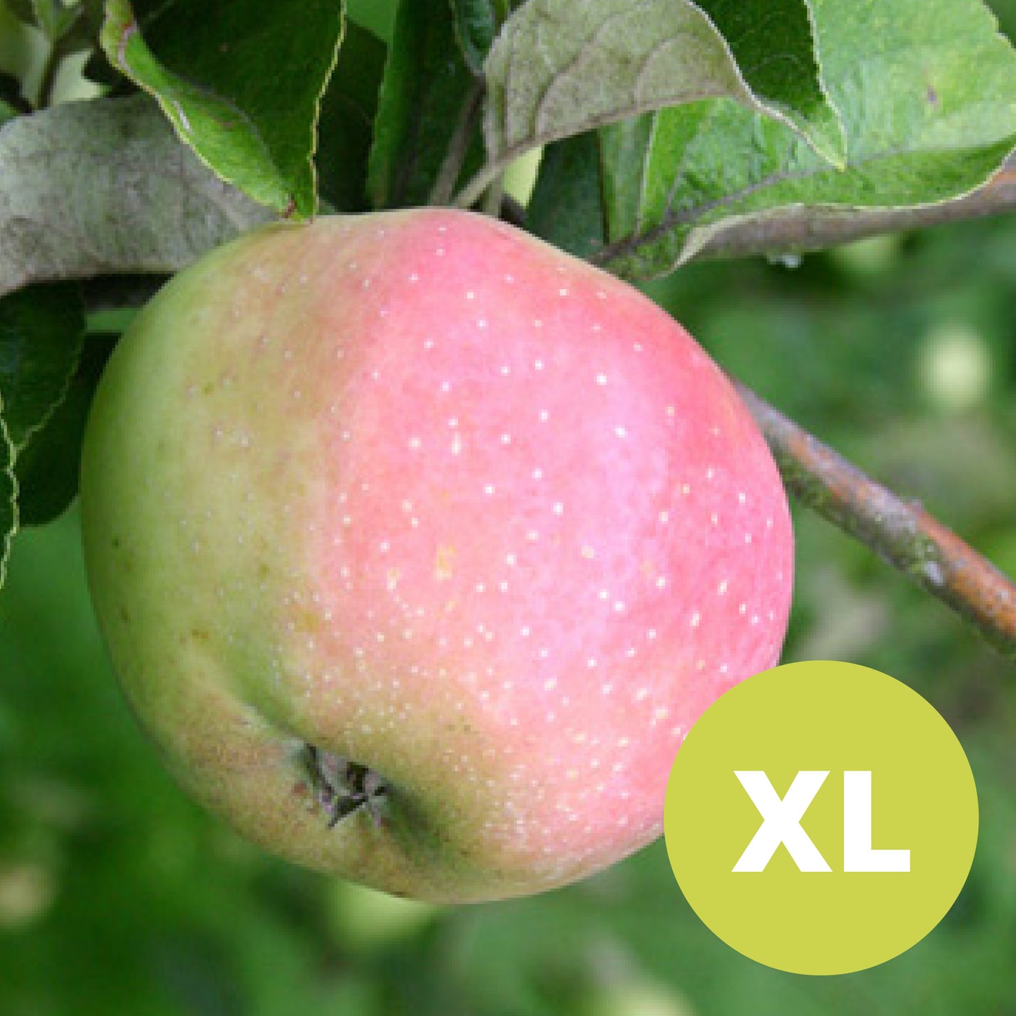 Filippa – Stort Äppleträd