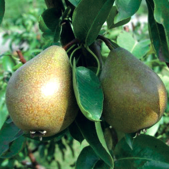 Gray Pear