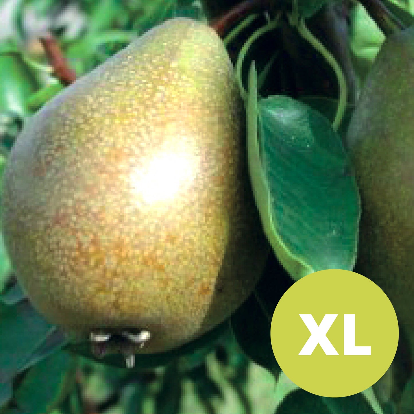 Gray Pear – Large Pear Tree