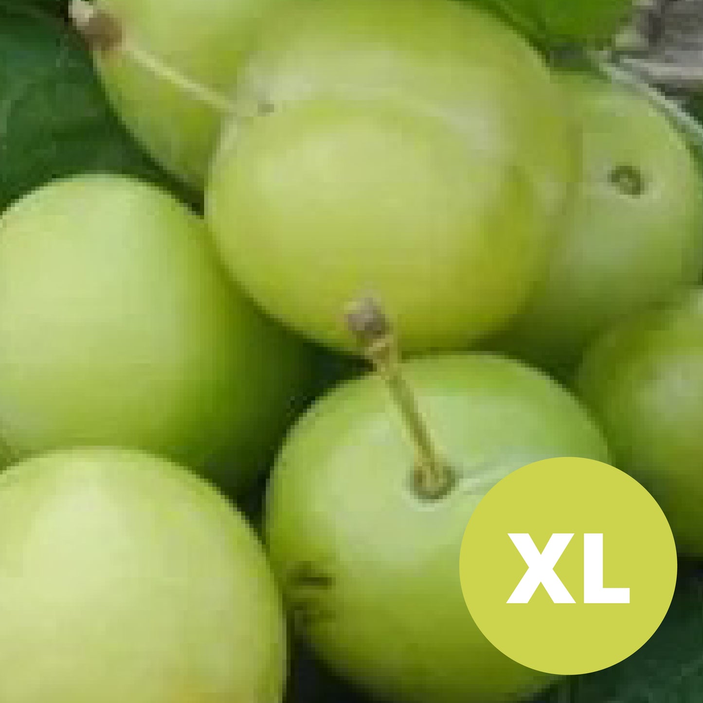 Green Reine Claude – Large Plum Tree