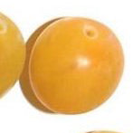 Gelbe Abrikosenpflaume