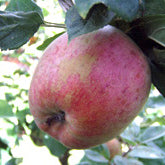 Hans Mathiesen Äpple på Antonovka Grundstam