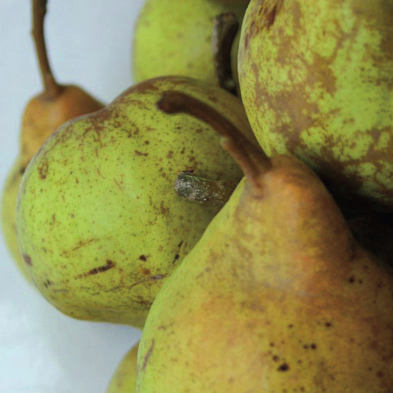 Hochfeine Butterbirne Pear (Beurré Superfin)