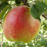 Hofmann Bang Äpple