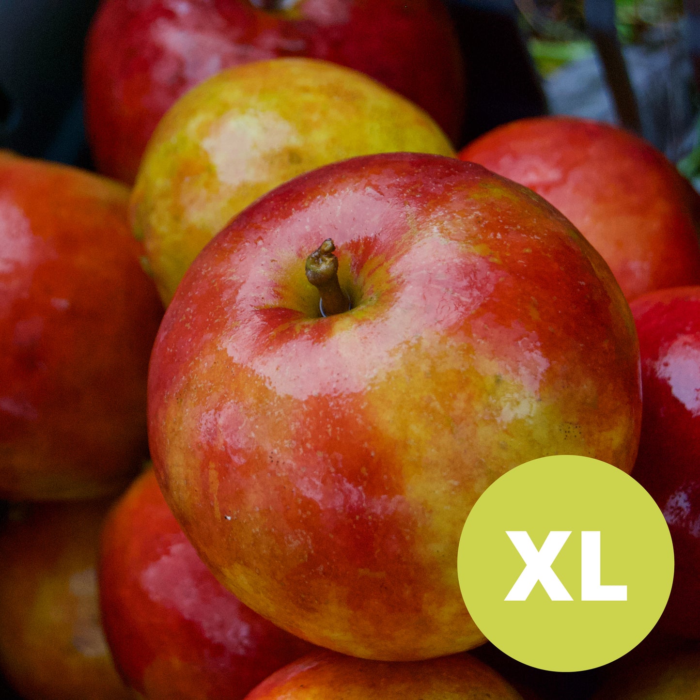 Holsteiner Cox – Stort Äppleträd