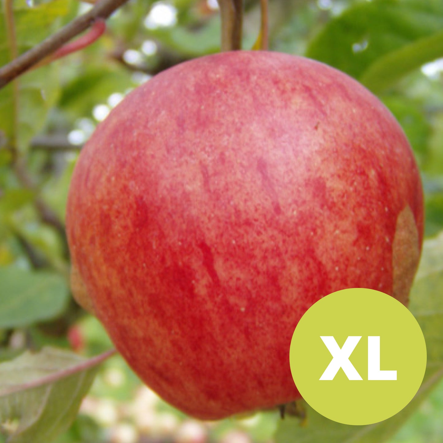 Katy / Katja – Large apple tree