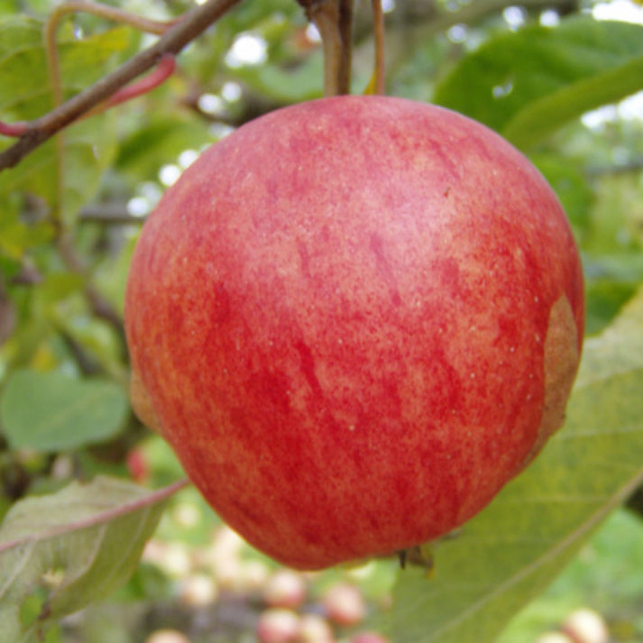 Katy Apple Malus Domestica Katy Katja Blekingefrukttr dplantskola katy-apple-malus-domestica-katy-katja-blekingefrukttr-dplantskola