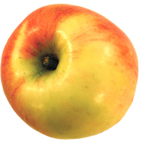 Maglemer Apfel auf P60 Wurzelstock