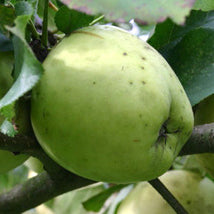 Nørregårds Apfel