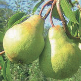 Packhamn's Triumph Pear