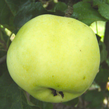 Per Smeds Apple on P60 Rootstock