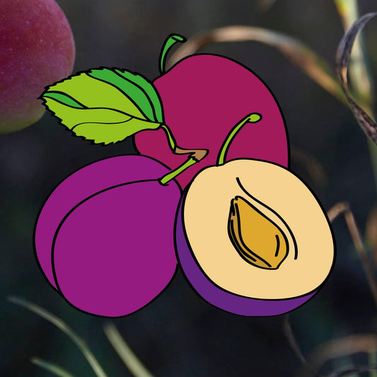 Heritage plum