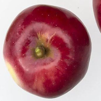 Purpurella Apfel
