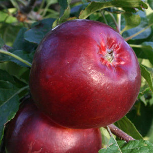 Redfree Äpple på Antonovka Grundstam