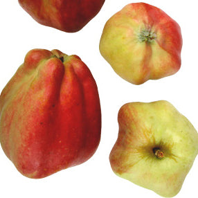 Langt Rødt Hindbær Apfel