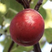 Rött Äggplommon Prune