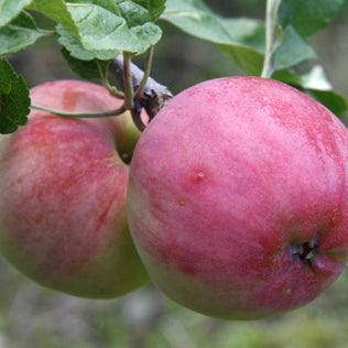 Rött Kaneläpple Apple on P60 Rootstock