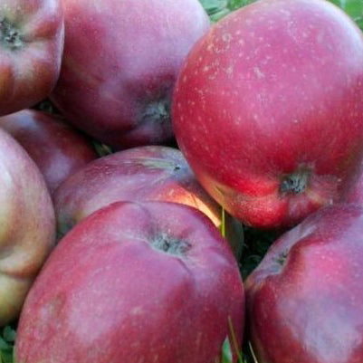 Skovfoged Äpple på Antonovka Grundstam