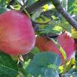 Sønderskov Äpple på Antonovka Grundstam