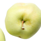 Transparent Blanche Äpple på P60 Grundstam