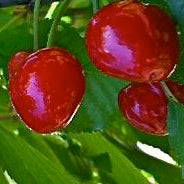 Van Cherry