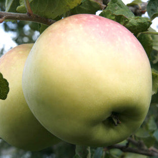 Venus (Vejlø) Äpple på Antonovka Grundstam
