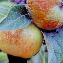 Wilkenburger Herbstreinette Äpple på Antonovka Grundstam